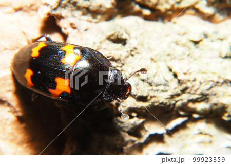 コヨツボシケシキスイ 99923359