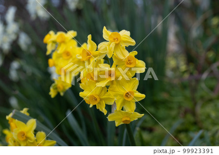 スイセン 99923391