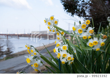 スイセン 99923392