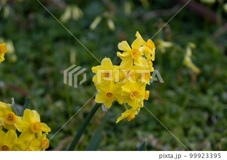 スイセン 99923395