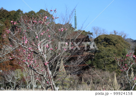 梅薫る立春の山口瑠璃光寺 99924158