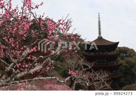 梅薫る立春の山口瑠璃光寺 梅薫る立春の山口瑠璃光寺 99924273