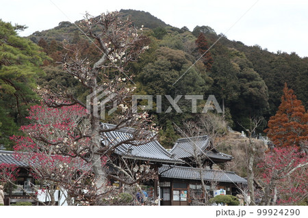 梅薫る立春の山口瑠璃光寺 99924290