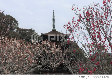 梅薫る立春の山口瑠璃光寺 99924320