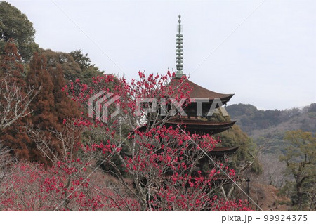 梅薫る立春の山口瑠璃光寺 梅薫る立春の山口瑠璃光寺 99924375
