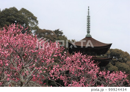 梅薫る立春の山口瑠璃光寺 99924434