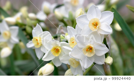 水仙の花(Narcissus) 水仙の花(Narcissus) 99924440