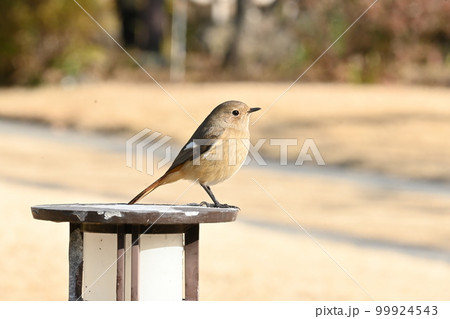 ジョウビタキのメス ジョウビタキのメス 99924543