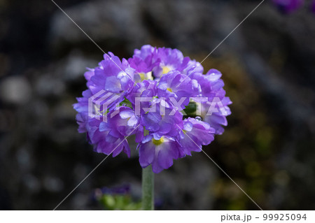 サクラソウ 99925094