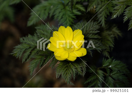 フクジュソウ 99925101