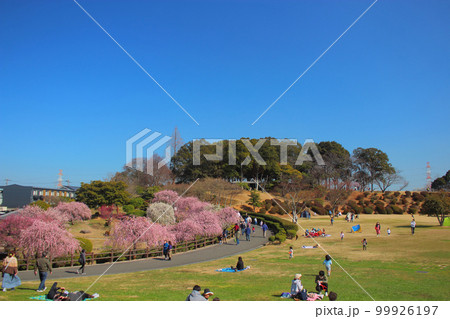 青空下の農事センターの梅の花と家族 青空下の農事センターの梅の花と家族 99926197