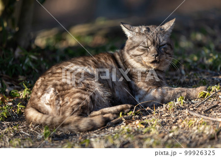 グレーの毛並み ネコ グレーの毛並み ネコ 99926325