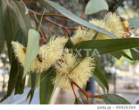 Blooming Eucalyptus twirled (lat. - Eucalyptus torquata) Blooming Eucalyptus twirled (lat. - Eucalyptus torquata) 99926369