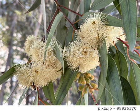 Blooming Eucalyptus twirled (lat. - Eucalyptus torquata) Blooming Eucalyptus twirled (lat. - Eucalyptus torquata) 99926370