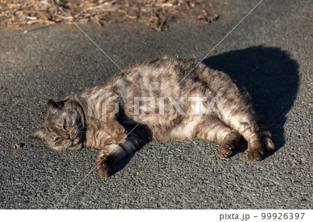 寝転ぶグレーのネコ 99926397