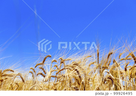 青空と麦 99926495