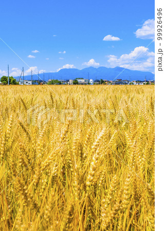 麦秋と赤城山（縦） 99926496