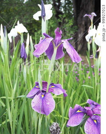 夏の花あやめ 夏の花あやめ 99927013