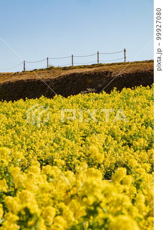 兵庫県淡路島のあわじ花さじきの菜の花畑 兵庫県淡路島のあわじ花さじきの菜の花畑 99927080