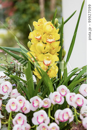 シンピジュームの寄せ植え シンピジュームの寄せ植え 99927099