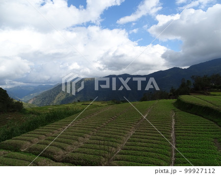 フィリピンのイフガオ州ティノック町の風景(段々畑) 99927112