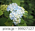 青いアジサイ 99927127