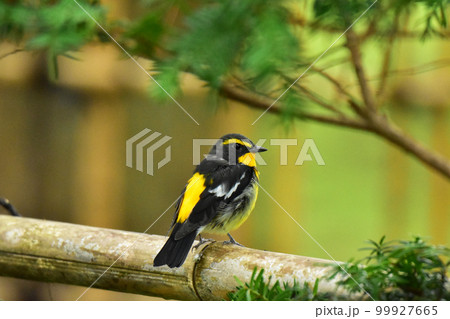 晩夏の公園のキビタキ 99927665