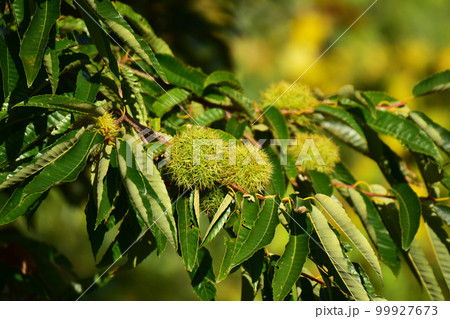 未熟な栗の実 99927673