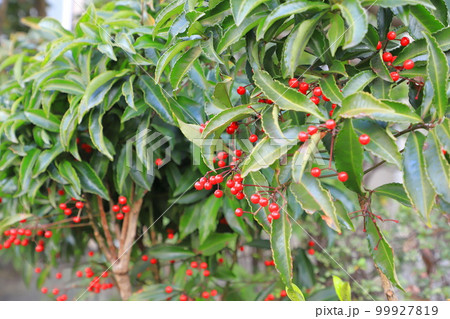 赤い実をつけた万両（マンリョウ） 99927819