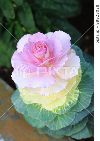 赤い実をつけた万両（マンリョウ） 99928028