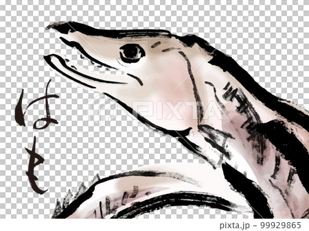 鱧の手描き和風イラスト素材 99929865
