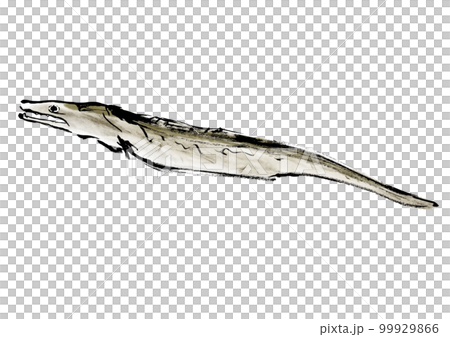 鱧の手描き和風イラスト素材 99929866