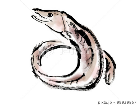 鱧の手描き和風イラスト素材 99929867