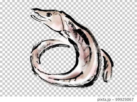 鱧の手描き和風イラスト素材 99929867