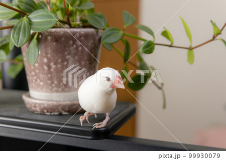 白文鳥のオスと観葉植物 99930079