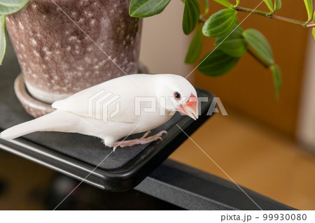白文鳥のオスと観葉植物 99930080