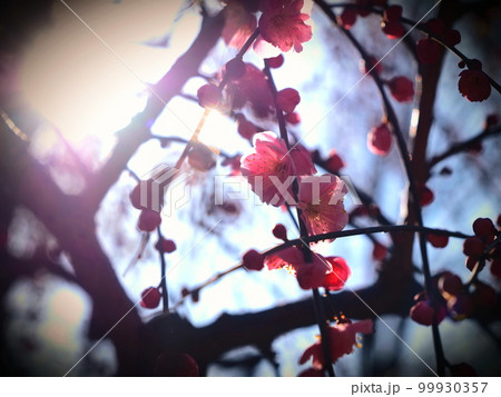 紅梅 99930357