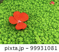 緑の絨毯の中の真紅の花 99931081
