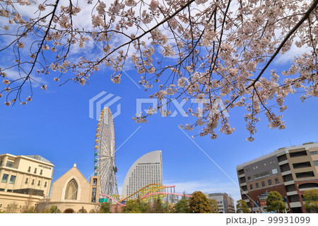 横浜のみなとみらいの桜 99931099