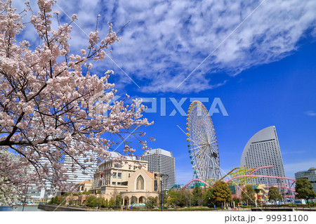 横浜のみなとみらいの桜 99931100