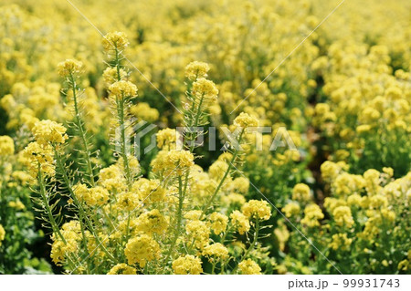 菜の花 99931743