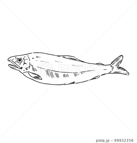 アユのリアルな手描きイラスト アユのリアルな手描きイラスト 99932356