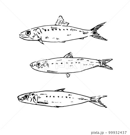 イワシのリアルな手描きイラストのイラスト素材 [99932437] - PIXTA