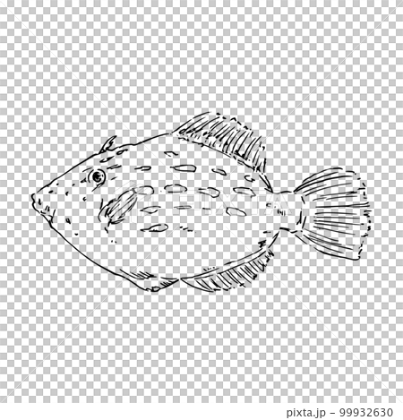 Filefish realistic hand-drawn illustration Filefish realistic hand-drawn illustration 99932630
