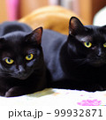 黒猫の兄弟 99932871