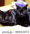 黒猫の兄弟 99932872