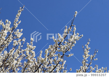 日本の早春の庭に咲く白い梅の花が青空に映える様子 99933207