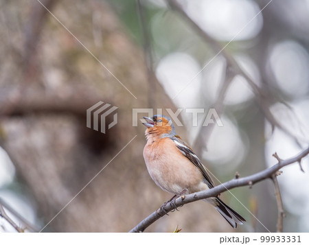 Common chaffinch, Fringilla coelebs, sits on a tree. Common chaffinch in wildlife. 99933331