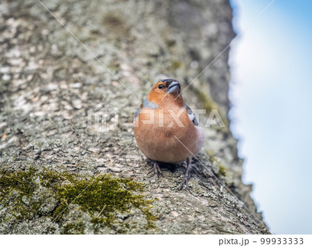 Common chaffinch, Fringilla coelebs, sits on a tree. Common chaffinch in wildlife. 99933333