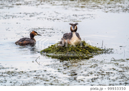 A pair of water birds, Great Crested Grebe, feeding chick at nest. 99933350